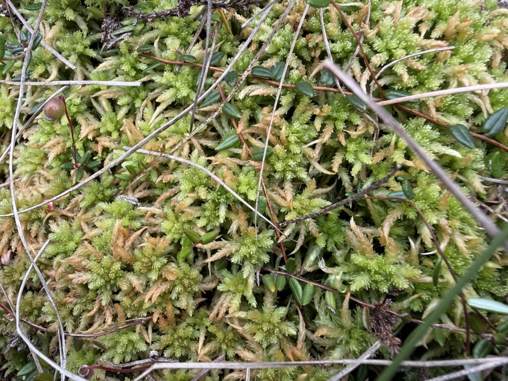 Sphagnum palustre