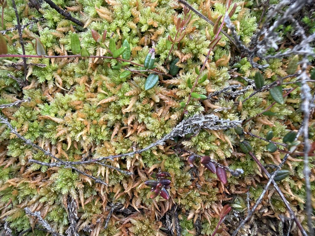 Sphagnum palustre