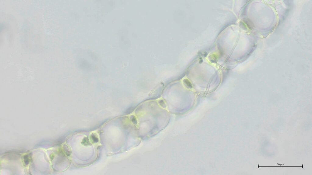 Sphagnum palustre