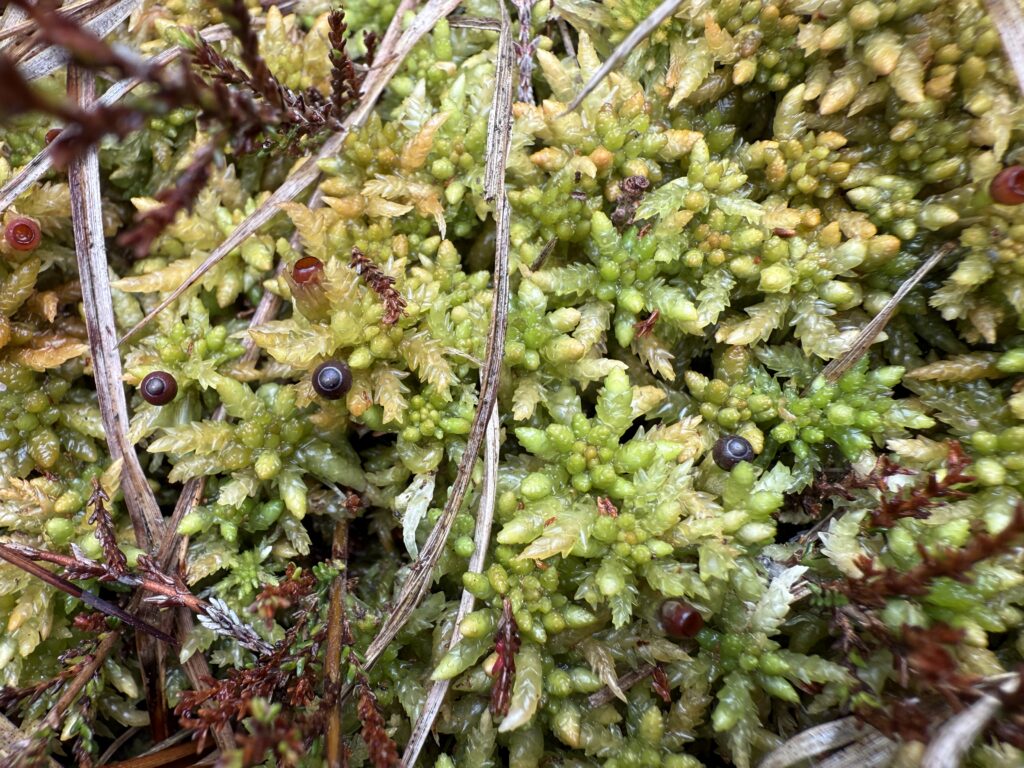 Sphagnum papillosum Sporogone