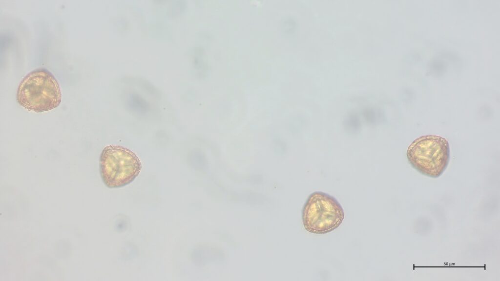 Sphagnum papillosum Sporen