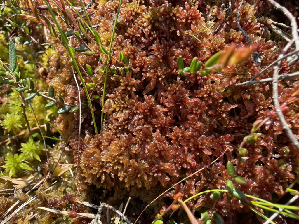 Sphagnum rubellum