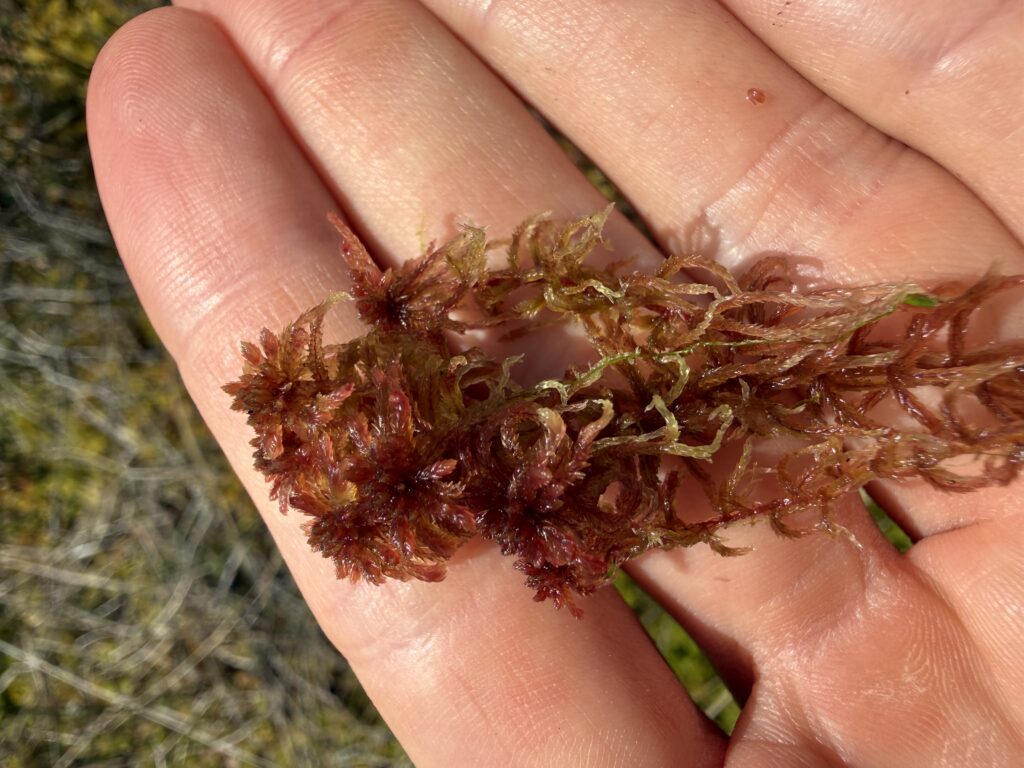 Sphagnum rubellum