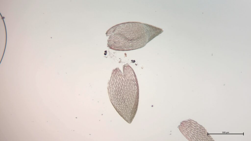 Sphagnum rubellum Astblatt