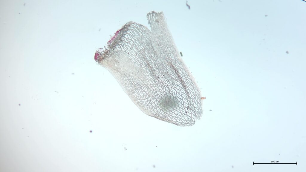 Sphagnum rubellum Stammblatt