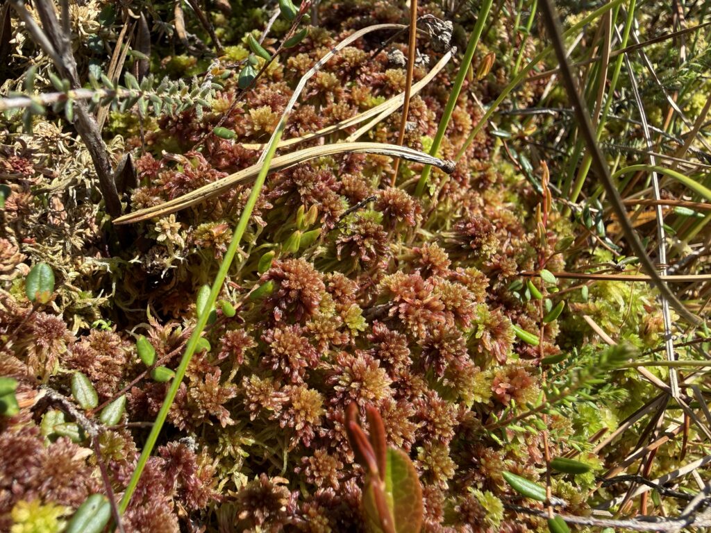 Sphagnum rubellum