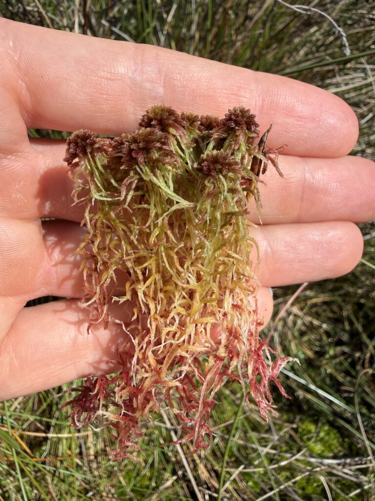 Sphagnum rubellum