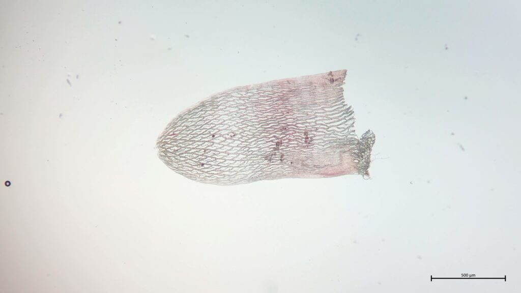 Sphagnum rubellum Stammblatt