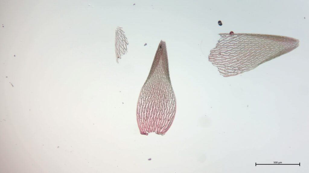 Sphagnum rubellum Astblatt
