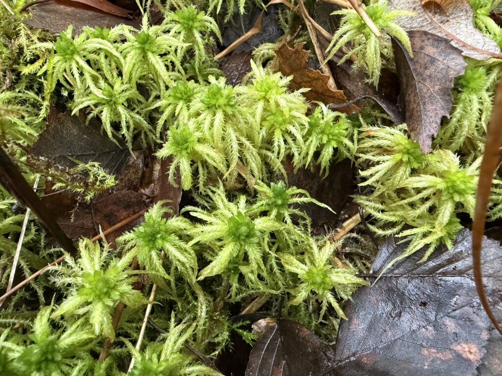 Sphagnum squarrosum
