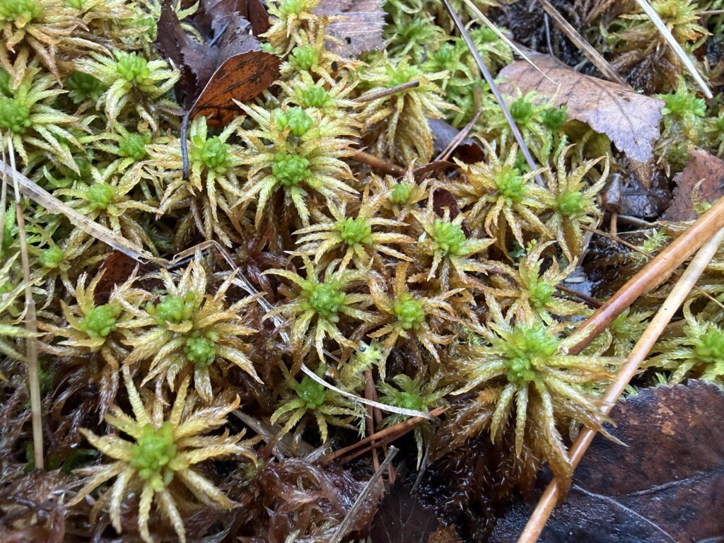 Sphagnum squarrosum