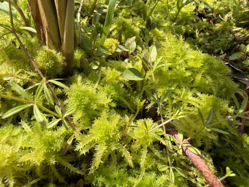 Sphagnum squarrosum