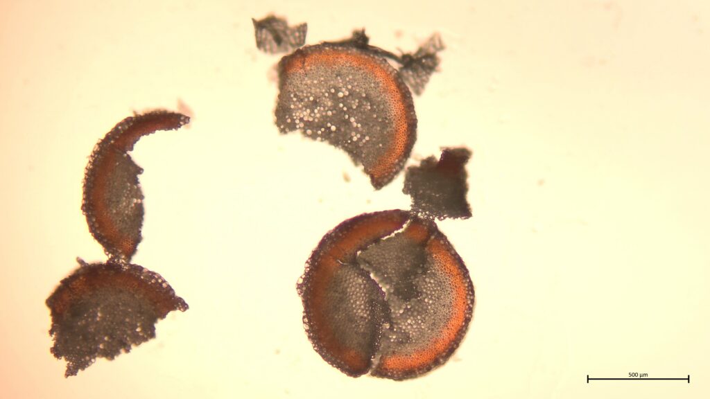 Stammquerschnitt von Sphagnum squarrosum