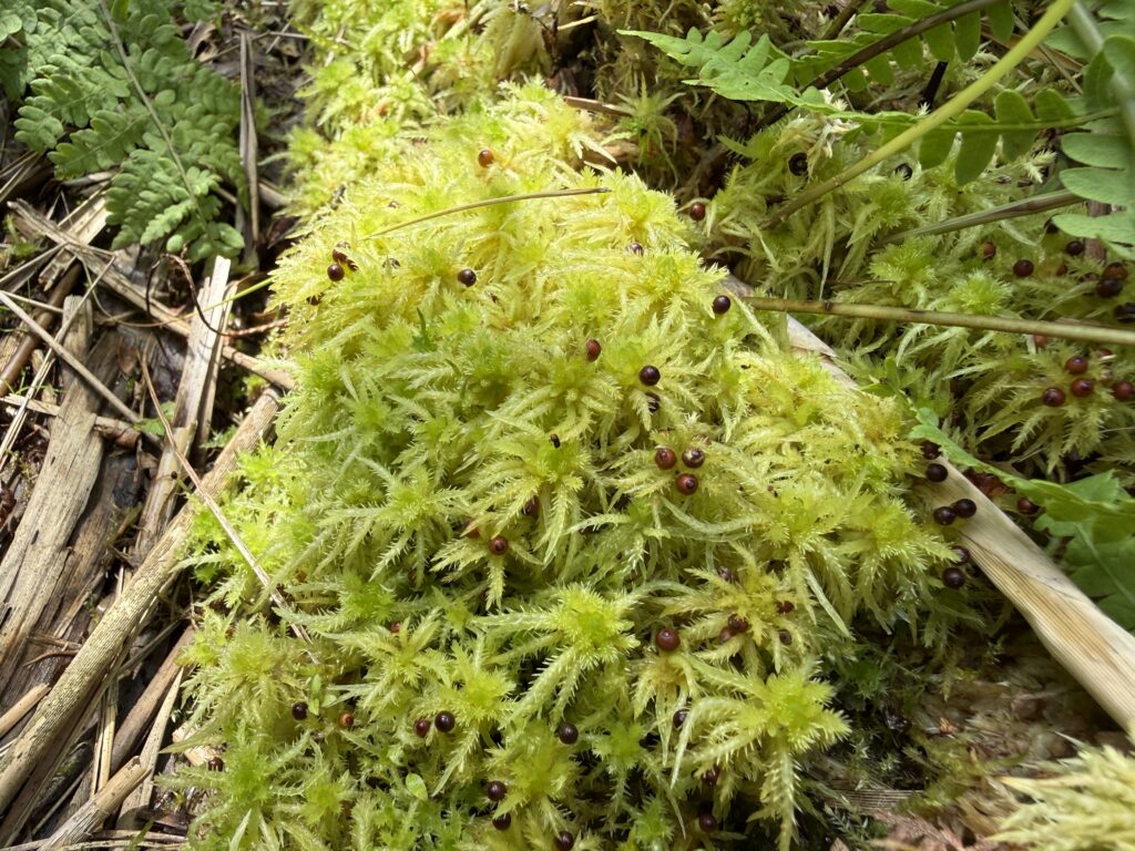 Sphagnum squarrosum