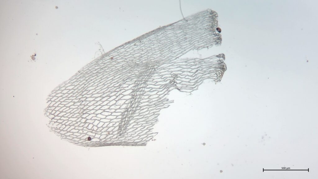 Stammblatt von Sphagnum squarrosum