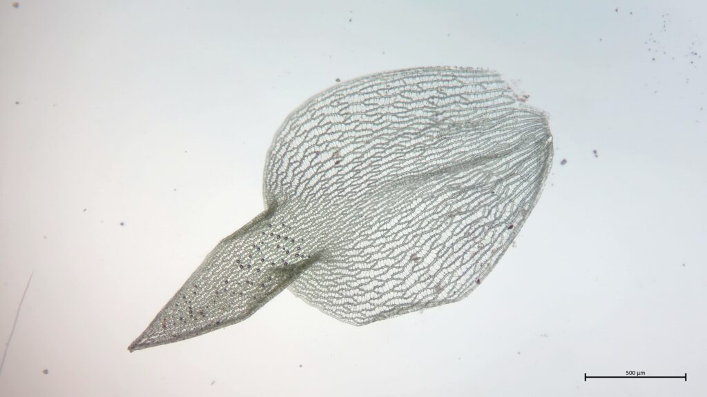 Astblatt von Sphagnum squarrosum