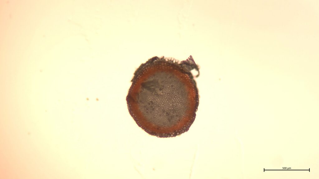 Stammquerschnitt von Sphagnum squarrosum