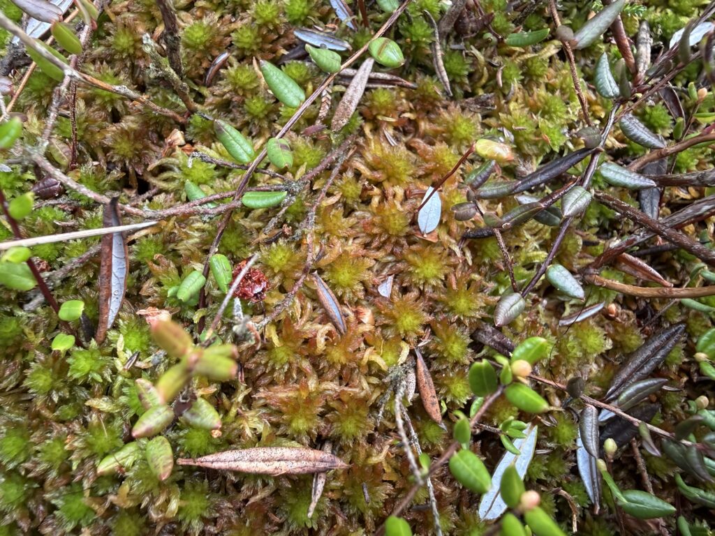 Sphagnum subnitens