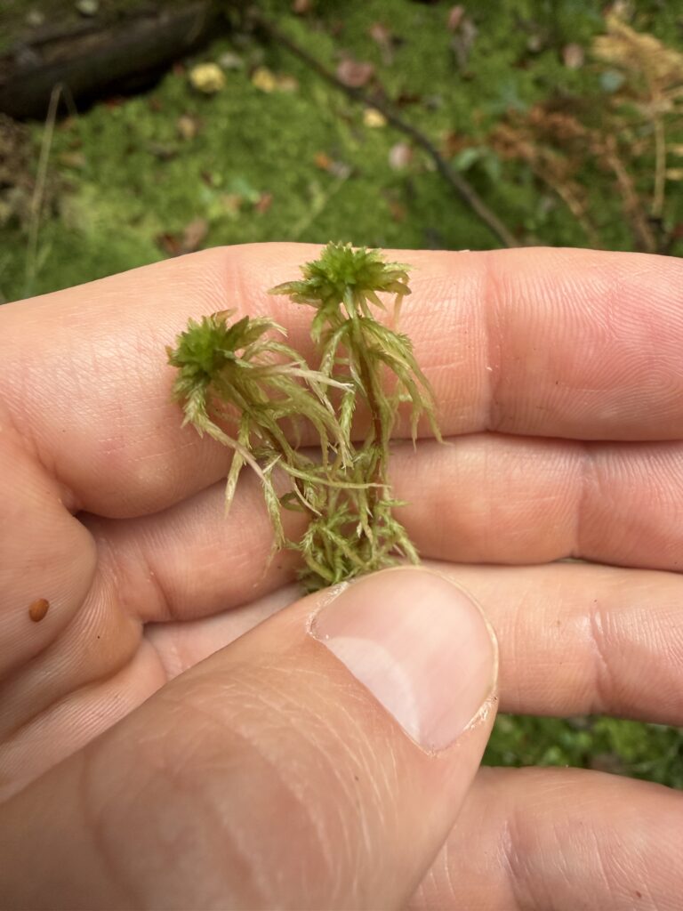 Sphagnum subnitens