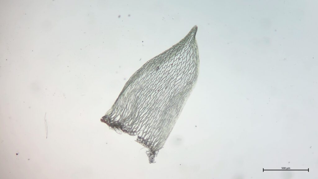 Sphagnum subnitens Stammblatt