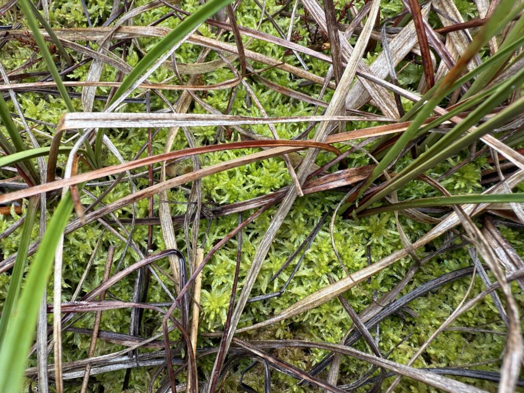 Sphagnum tenellum