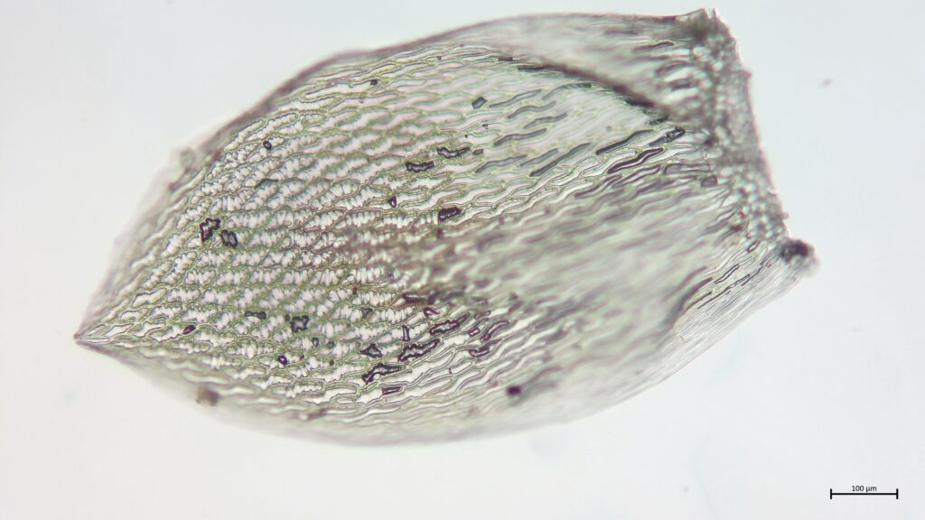 Stammblatt von Sphagnum tenellum