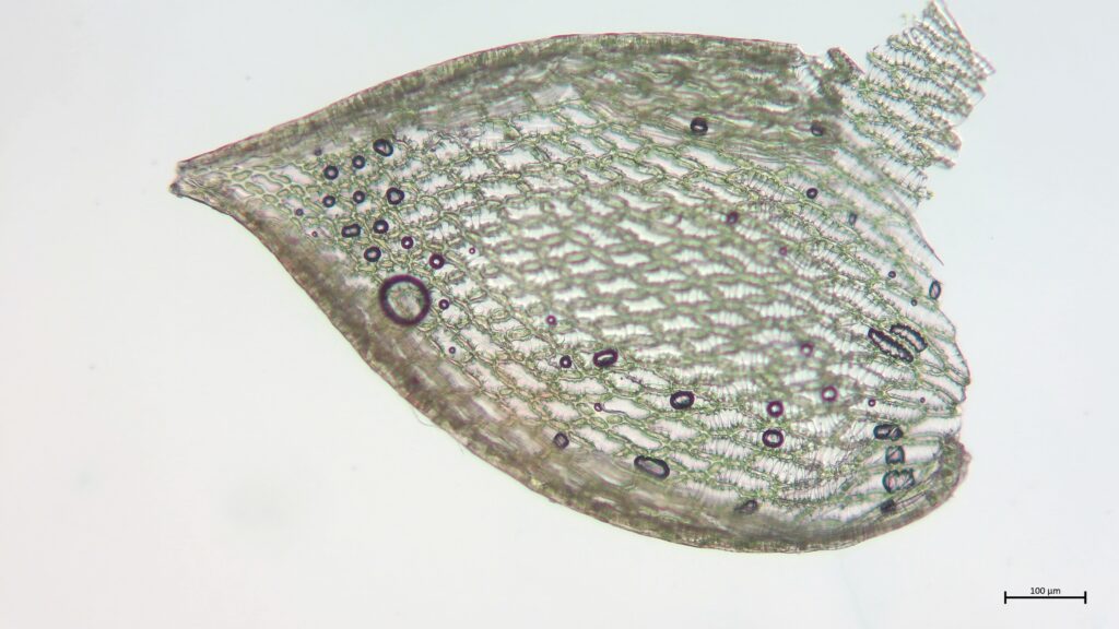 Astblatt von Sphagnum tenellum