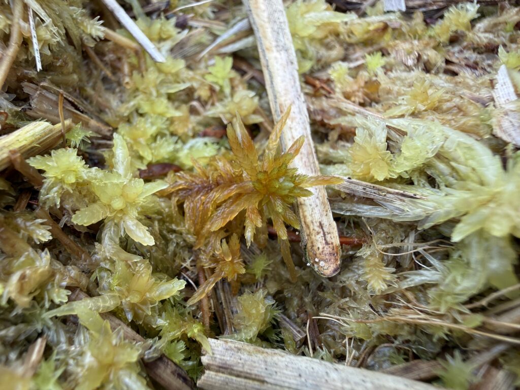 Sphagnum teres