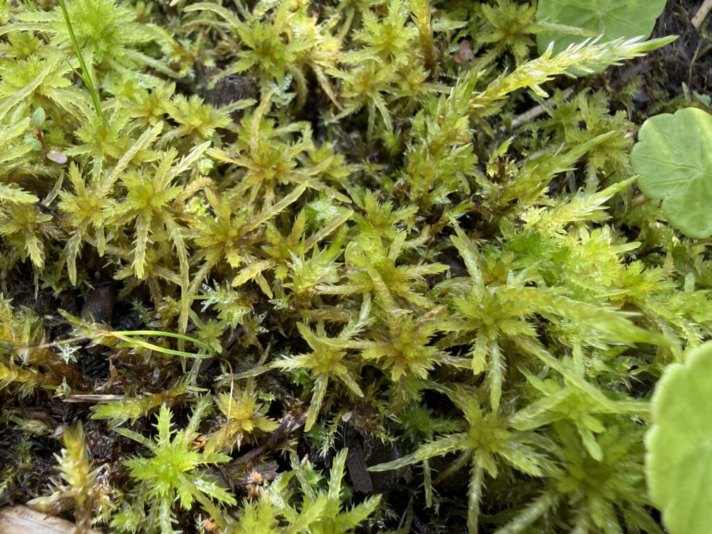 Sphagnum teres