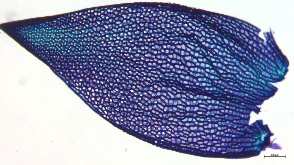 Astblatt von Sphagnum teres