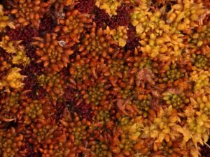 Sphagnum austinii