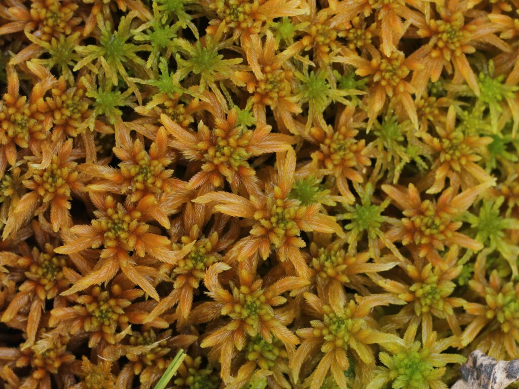 Sphagnum obtusum Paul Lamkowski