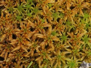 Sphagnum obtusum