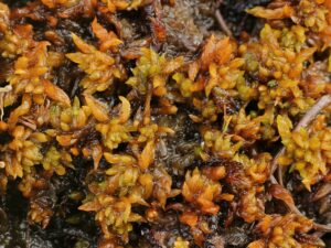 Sphagnum platyphyllum