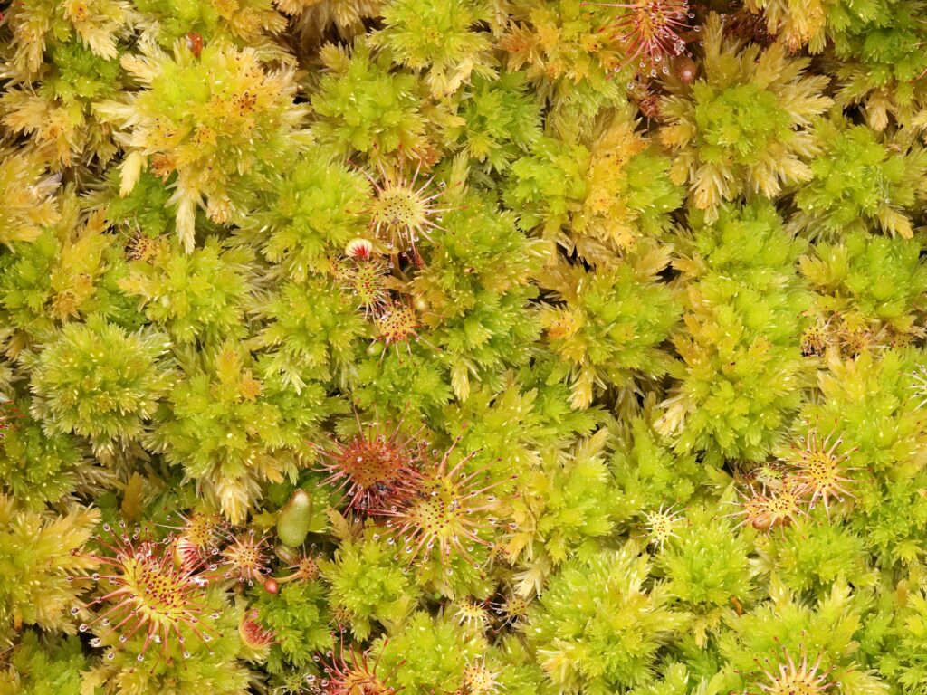Sphagnum strictum Paul Lamkowski