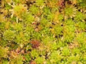 Sphagnum strictum