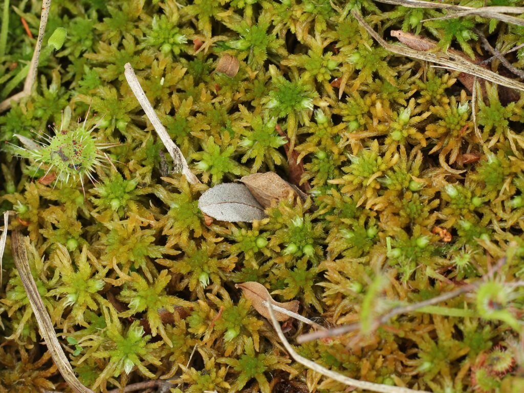 Sphagnum subfulvum Paul Lamkowski