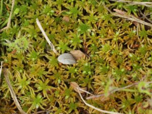 Sphagnum subfulvum