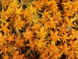 Sphagnum subsecundum