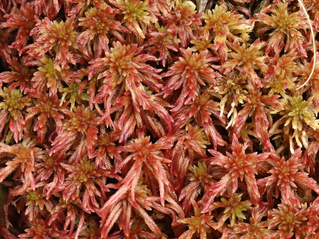 Sphagnum warnstorfii Paul Lamkowski