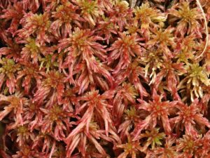 Sphagnum warnstorfii