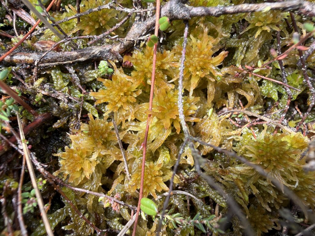 Sphagnum angustifolium