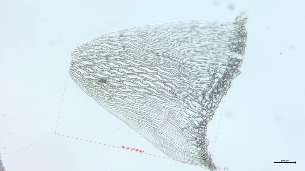 Stammblatt von Sphagnum angustifolium