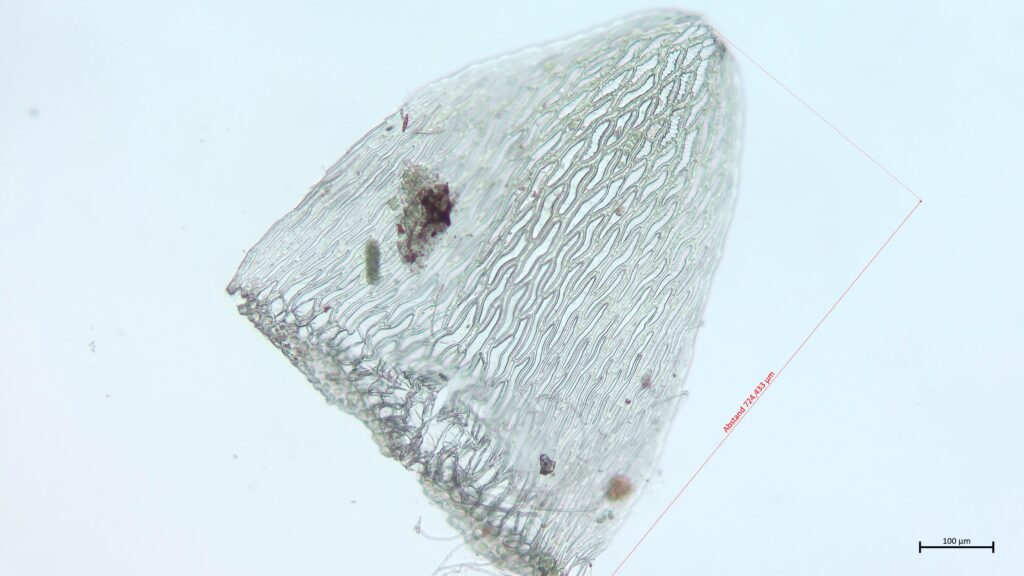 Stammblatt von Sphagnum angustifolium