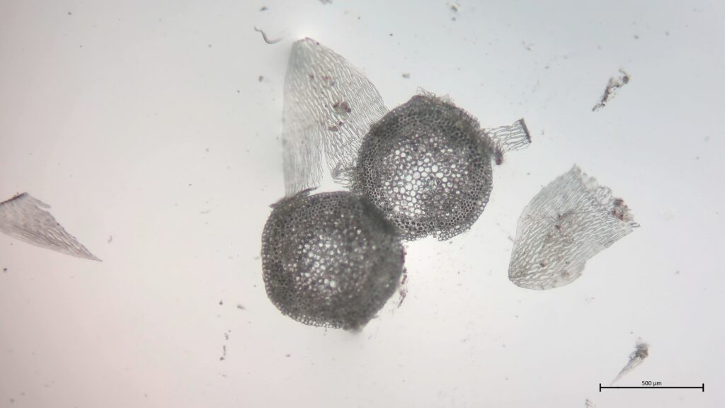 Stammquerschnitt von Sphagnum angustifolium