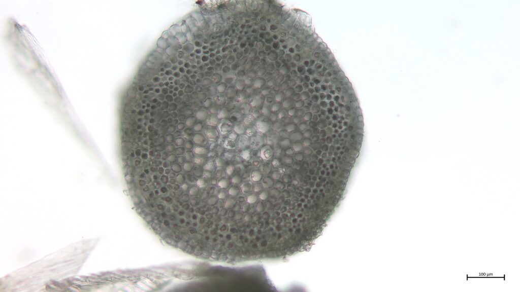 Stammquerschnitt von Sphagnum angustifolium
