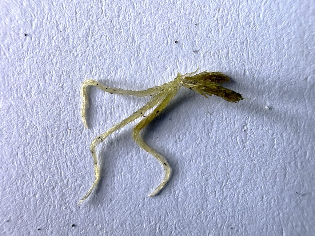 Faszikel von Sphagnum angustifolium