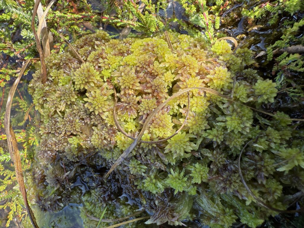 Sphagnum capillifolium