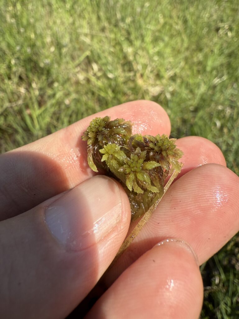 Sphagnum capillifolium