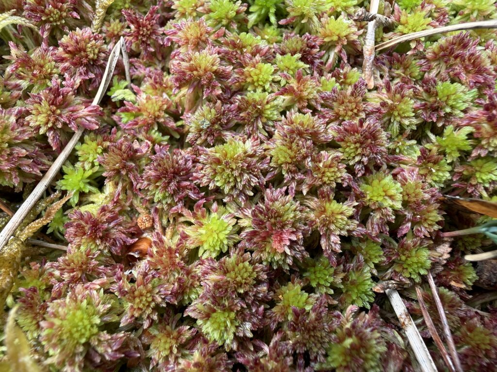 Sphagnum capillifolium